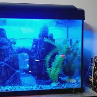 اکواریوم|ماهی|نسیمشهر, |دیوار