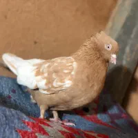 فروش کبوتر|پرنده|مرودشت, بیست متری بیمارستان|دیوار