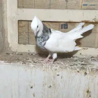کبوتر کفتر|پرنده|اهواز, کوی مهدیس|دیوار