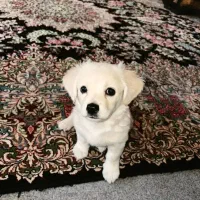 سگ بسیار باهوش و آروم بفروش میرسد فوری فوری|سگ|کرمان, |دیوار