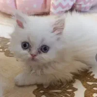 گربه نژاد پرشین