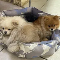 پامر خرسی وارداتی