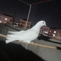 کبوتر پرشی|پرنده|مشکین‌دشت, |دیوار