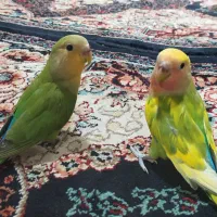 عروس کوتوله دستی|پرنده|کاشمر, |دیوار