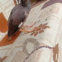 مرغ مینا