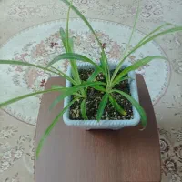 کادو روز مادر|گل و گیاه طبیعی|میبد, |دیوار