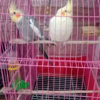 فروش عروس هلندی