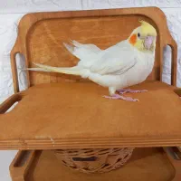 جوجه عروس دستی