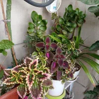 گل طبیعی|گل و گیاه طبیعی|زنجان, |دیوار