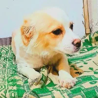 واگذاری سگ پا کوتاه خانگی