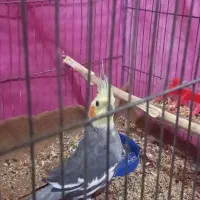 عروس هلندی نر بالغ