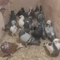 کبوتر رنگه سار  و سرور سبز  قره|پرنده|گلبهار, شهر جدید گلبهار|دیوار