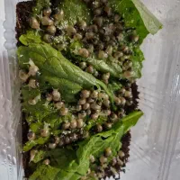 حلزون پرورشی|خزنده|تبریز, |دیوار