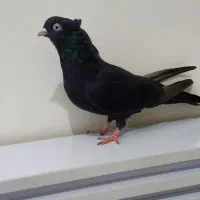 زاغ ابادنی نر جوان|پرنده|شوشتر, |دیوار