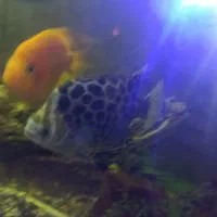 آکواریوم با ماهی و وسایل|ماهی|زنجان, |دیوار