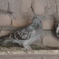 کبوتر ترکیه|پرنده|تبریز, |دیوار