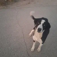 واگذاری سگ خارجی|سگ|گرمسار, |دیوار