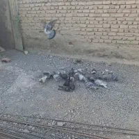 کبوتر