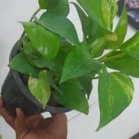 گیاه زیبای پتوس|گل و گیاه طبیعی|اهواز, شریعتی جنوبی|دیوار