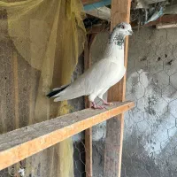 کبوتر پرشی|پرنده|قائمشهر, |دیوار