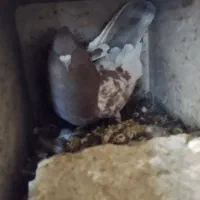 پرندگان|پرنده|جنت, |دیوار