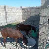 فروش بز و چپشت چاق و سرحال|حیوانات مزرعه|قلعه گنج, |دیوار