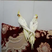 عروس هلندی لوتینو|پرنده|بناب, |دیوار