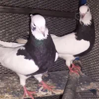 کبوتر رنگی|پرنده|خفر, |دیوار