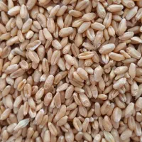 حدود ۵۰۰ کیلو گندم دامی علف دار