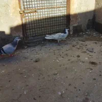 کفتر پرشی|پرنده|نیشابور, مازول|دیوار