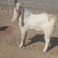 چبش پاکستانی