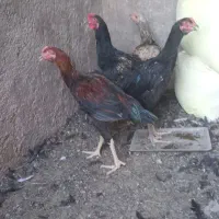 جوجه و خروس
