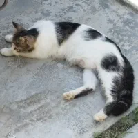 واگذاری گربه مادر با سه بچه سه ماهه بازیگوش رایگان