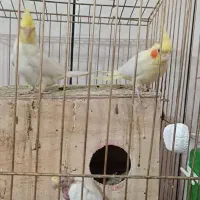 واگذاری جفت و جوجه عروس هلندی لوتینو|پرنده|نیریز, |دیوار