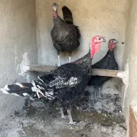 بوقلمون ارگانیک|حیوانات مزرعه|شهریار, شهرک امیریه|دیوار