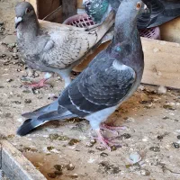 تعدادی کبوتر