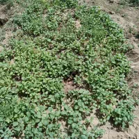 نشا بادمجان