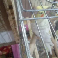 عروس هلندی|پرنده|هشتگرد, هشتگرد قدیم|دیوار