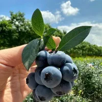 نهال اصل بلوبری و رزبری میوه دهی عالی و مقاوم