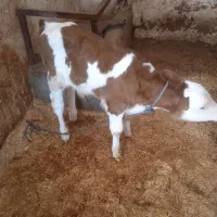 یه عدد تلیسه قرمز رنگ شرابی با گوساله ی نر|حیوانات مزرعه|لاجان, |دیوار