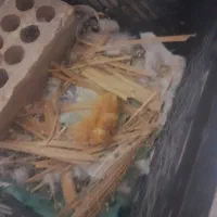 کله شیخ ماده گمشده