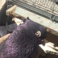 کفترابادانی|پرنده|برخوار, |دیوار