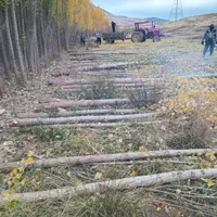 خریدارچوب درخت|خدمات باغبانی و درختکاری|خرمآباد, |دیوار