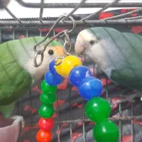 یک جفت طوطی برزیلی