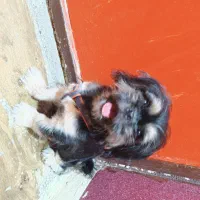 واگذاری توله شیتزو|سگ|میناب, |دیوار