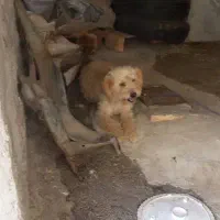 پاکوتاه با توله هاش