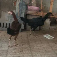 تعدادی مرغ وخروس وجوجه لاری نجات افغان|حیوانات مزرعه|قائمشهر, |دیوار