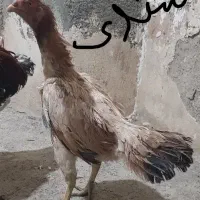 مرغ و خروس لاری|حیوانات مزرعه|مشهد, کلاته برفی|دیوار