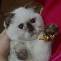 گربه ماده سیامی