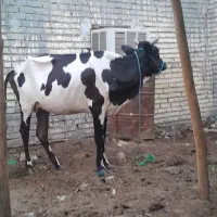 پشت مسجد امام جعفر صادق خیابان مخابرات